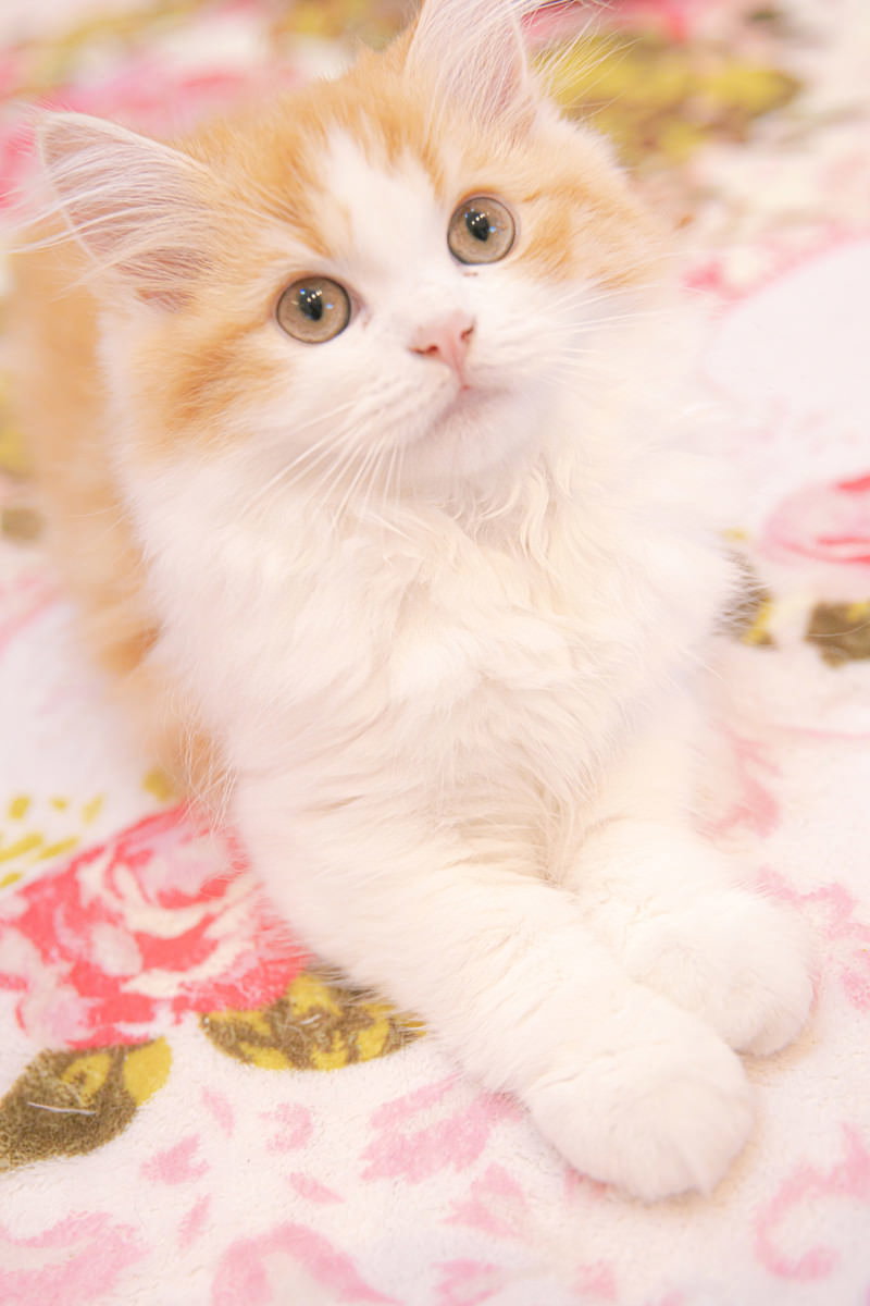 ピンクの花柄の布の上に座り上を見上げる白い子猫