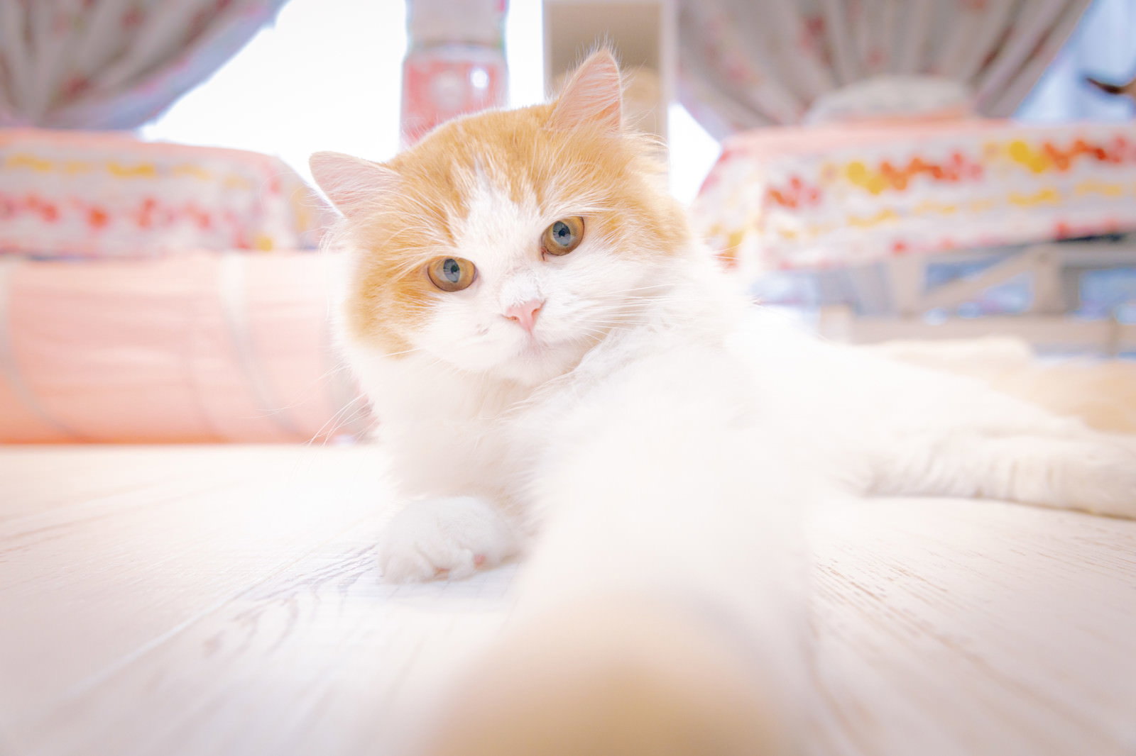 カメラに向かって興味深そうに見つめる白とオレンジ色の子猫