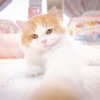 レンズを向けられて興味津々の子猫がカメラを見つめる瞬間の写真