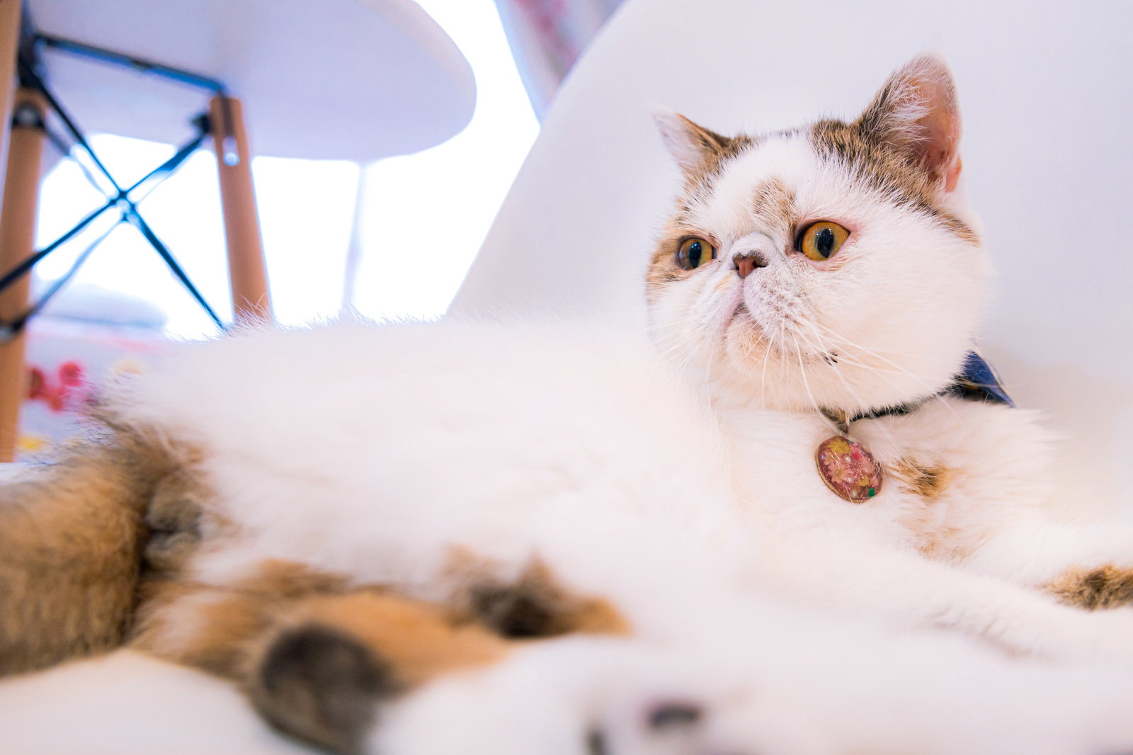 大きな目を見開いて驚いた表情のエキゾチックショートヘア猫