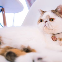 えっ、セール終わっちゃったの？猫の写真