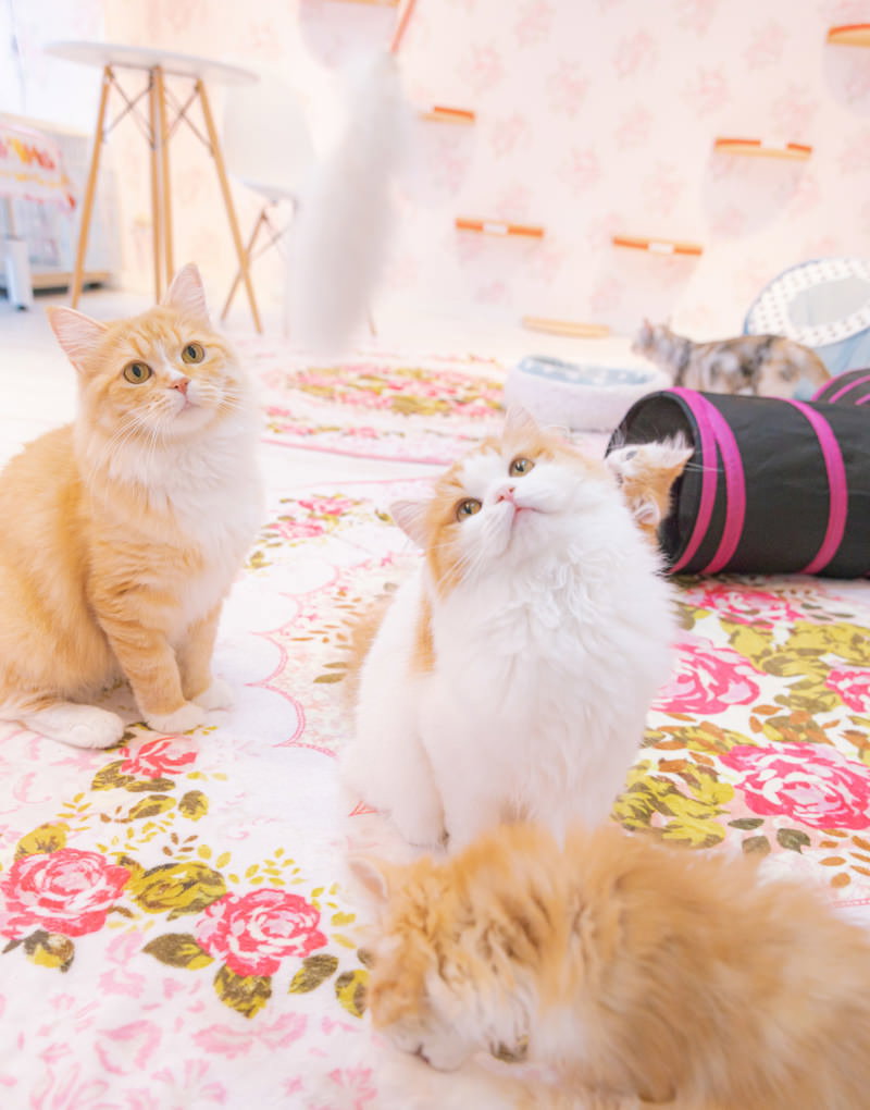 猫カフェで上を見上げる長毛猫たち