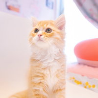 起き上がる子猫（茶トラ）の上目づかいの写真