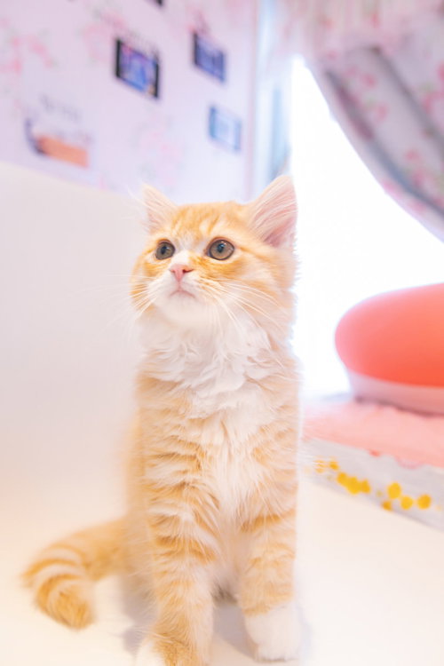 起き上がる子猫（茶トラ）の上目づかい