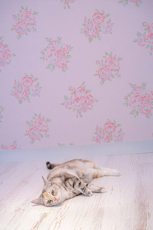 ゴロ寝マンチカン（だんごちゃん）の床での横たわる姿