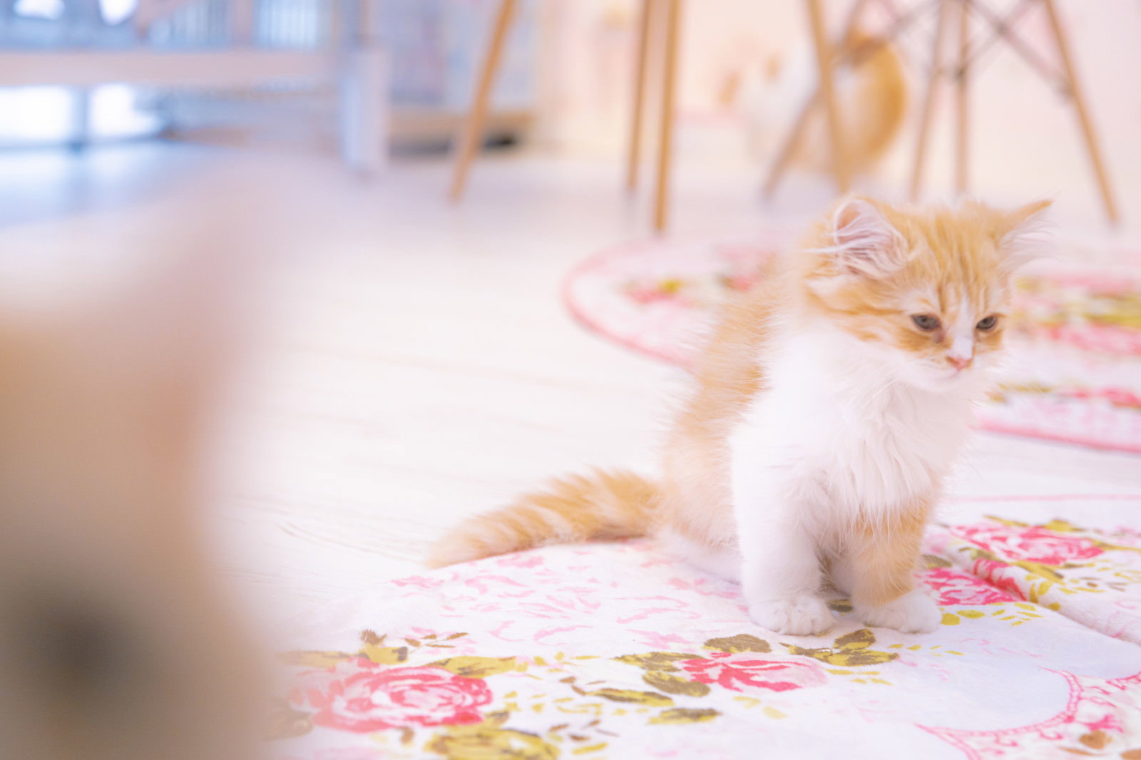 花柄ラグの上でウトウトする長毛の子猫