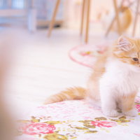 寝落ち寸前の子猫（長毛・クリーム）の写真