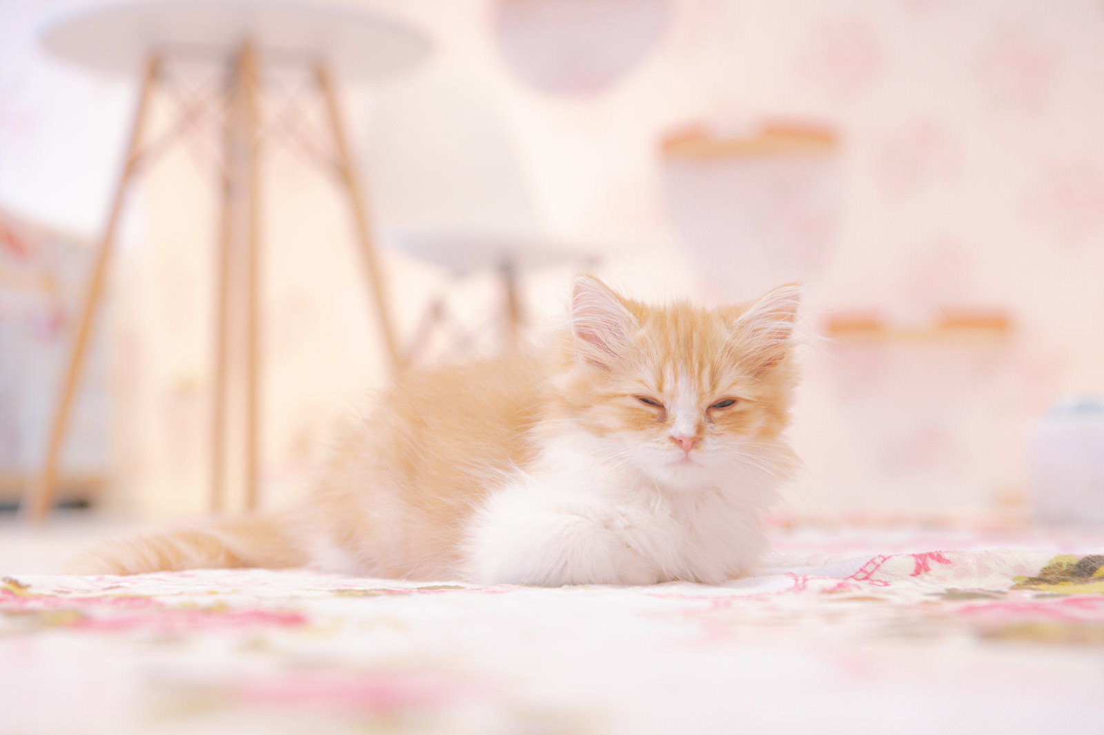 薄目を開けてこちらを見つめる茶白の子猫