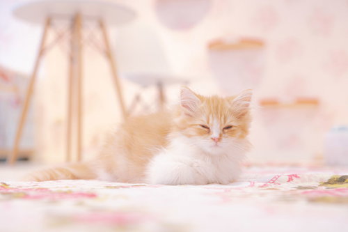 薄目を開けてこちらを見つめる茶白の子猫の寝落ち寸前