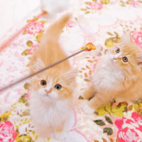 花柄の布の上で遊ぶ茶白の子猫を釣り上げるの写真