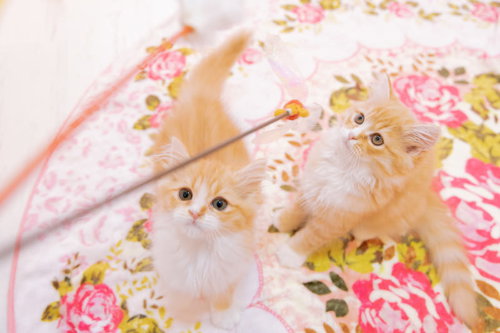 花柄の布の上で遊ぶ茶白の子猫を釣り上げる