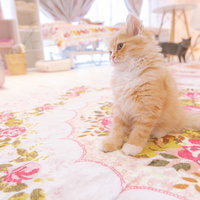 花柄の布の上で首を傾げる茶トラの子猫の愛くるしい表情の写真