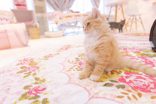 花柄の布の上で首を傾げる茶トラの子猫の愛くるしい表情