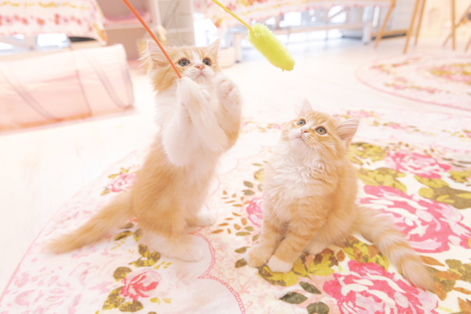 猫のおもちゃで遊ぶ2匹の白い子猫が床に座っている様子