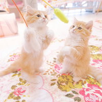 猫カフェで花柄の布の上で遊ぶ白い子猫のくつろぐ姿の写真