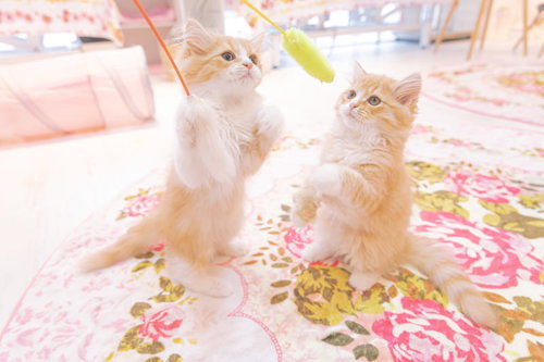 猫カフェで花柄の布の上で遊ぶ白い子猫のくつろぐ姿