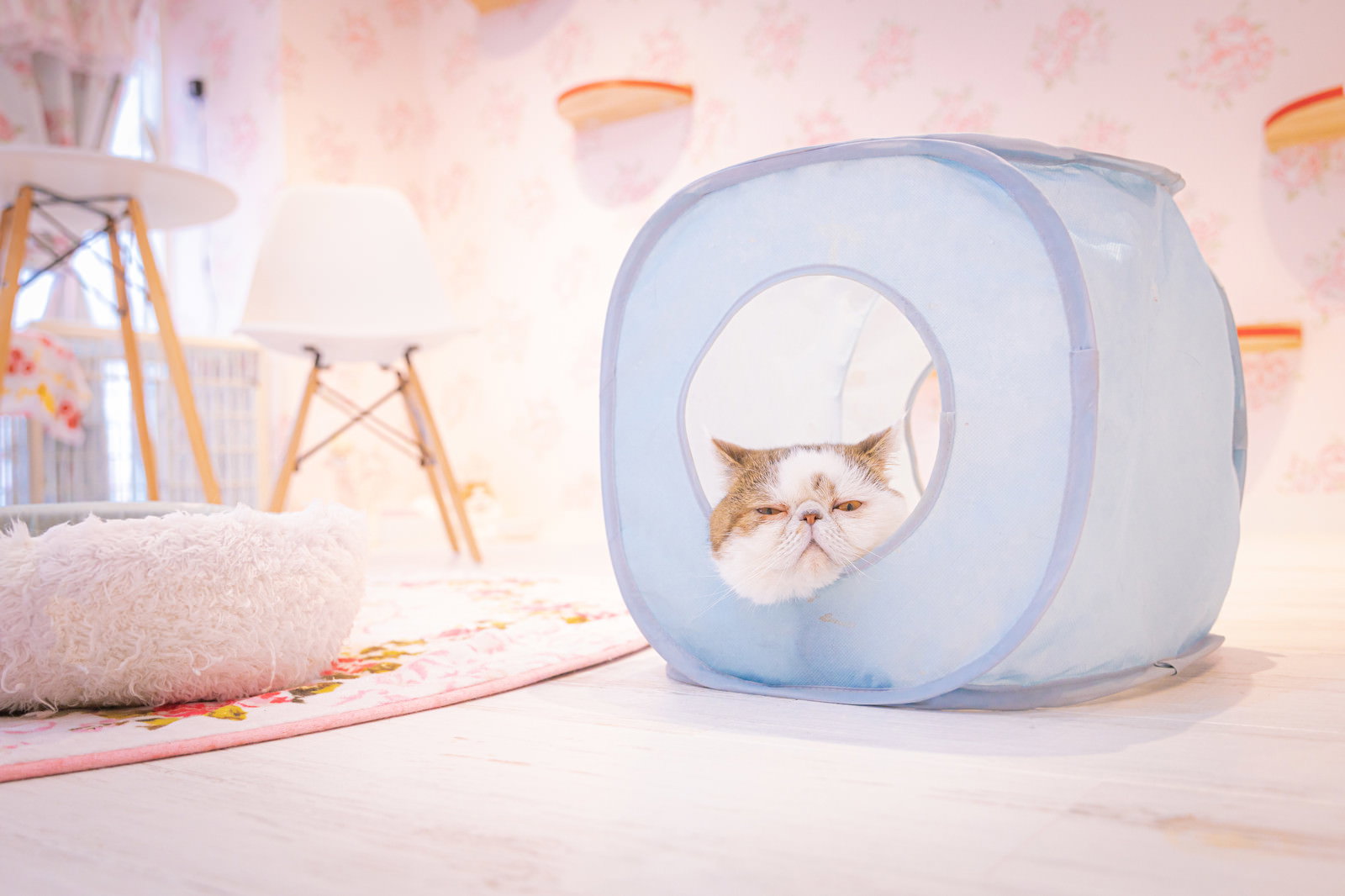 淡いブルーの猫ハウスの中でくつろぐ白いエキゾチックショートヘア