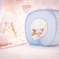 淡いブルーの猫ハウスでくつろぐ大御所猫のの写真