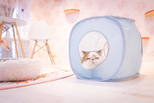 淡いブルーの猫ハウスでくつろぐ大御所猫の