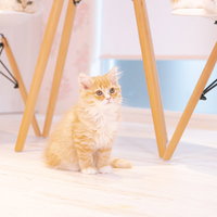 テーブルの下でおすわりするクリーム色の子猫の写真