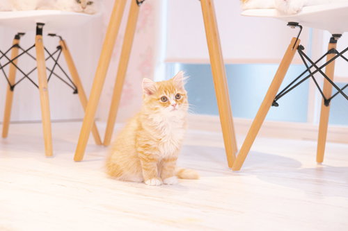 テーブルの下でおすわりするクリーム色の子猫