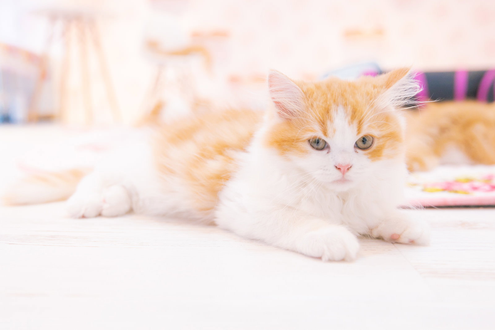 白とオレンジの毛色をした子猫がリラックスしている様子