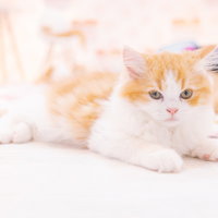 白とオレンジ色のもふもふの子猫ちゃんの写真
