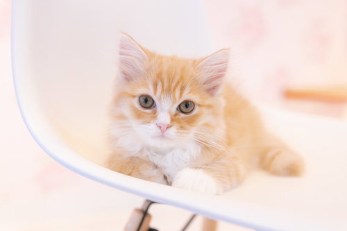 耳がピンッとしている子猫がケージの中でこちらを見つめる