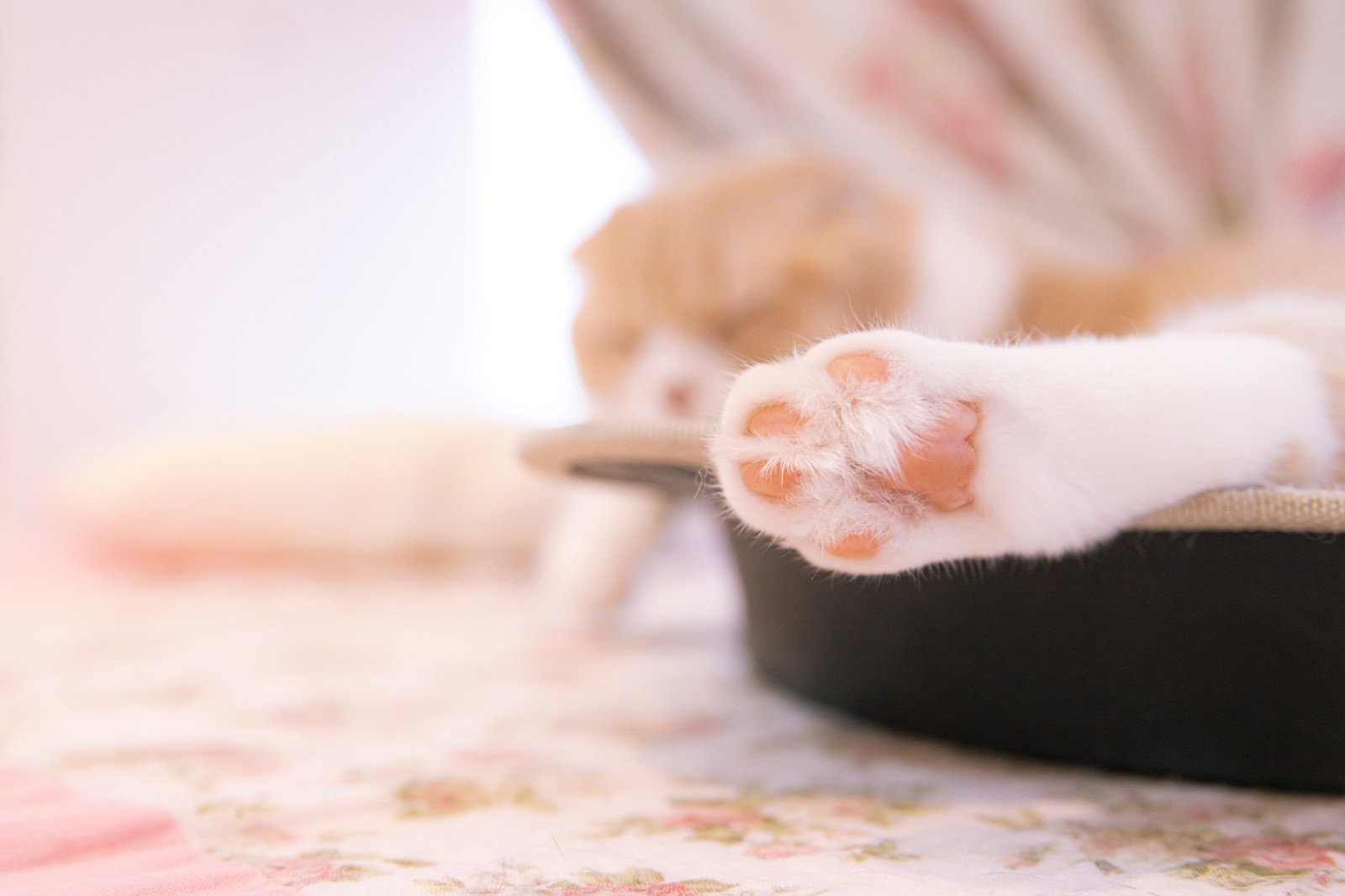 猫のピンク色の肉球をアップで撮影した写真