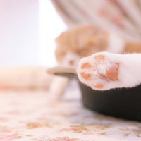 猫のぷにぷにニクキュウをアップで撮影した肉球のの写真