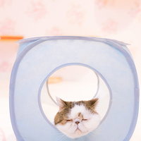 薄紫色の猫ボックスで爆睡するエキゾチックショートヘアの写真