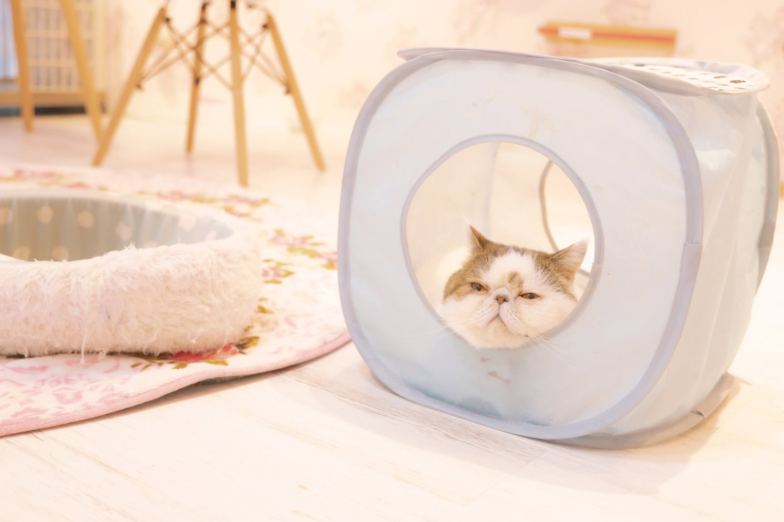 猫ハウスの穴から顔を出すエキゾチックショートヘア