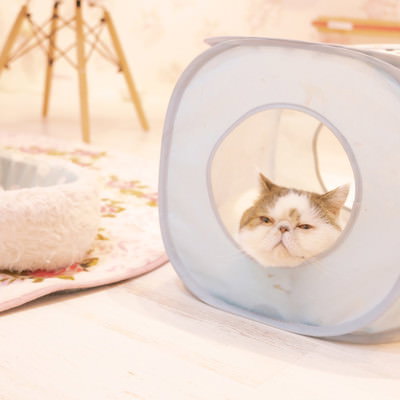 主さまの生着替えを見て、前世の記憶を取り戻した会社員40代男性の写真