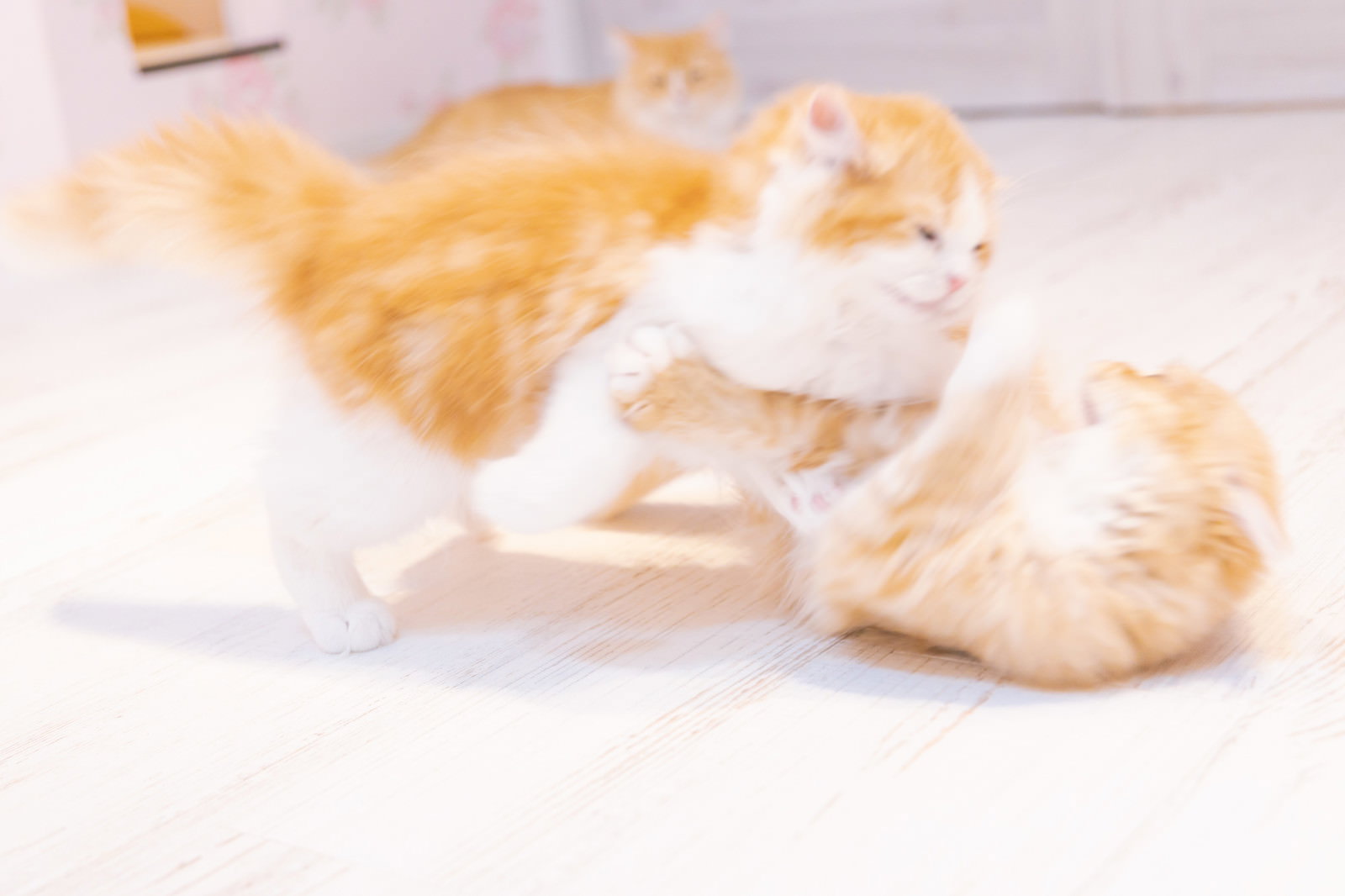白い床の上で茶白の子猫2匹がじゃれ合って遊んでいる