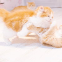白い床の上でじゃれ合う茶白の子猫たちの写真