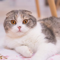 目を見開いて驚くスコティッシュフォールドの猫ちゃんの写真