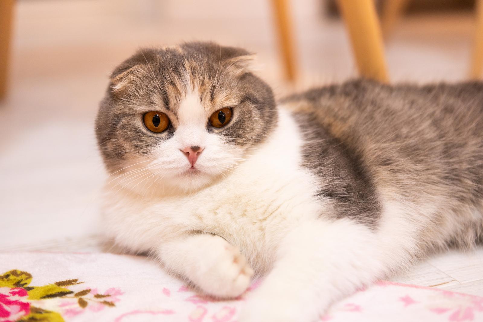 ピンクと黄色の花びらに囲まれた、白地にキジ虎のスコティッシュフォールドの子猫が上から見た構図で寝転んでいる