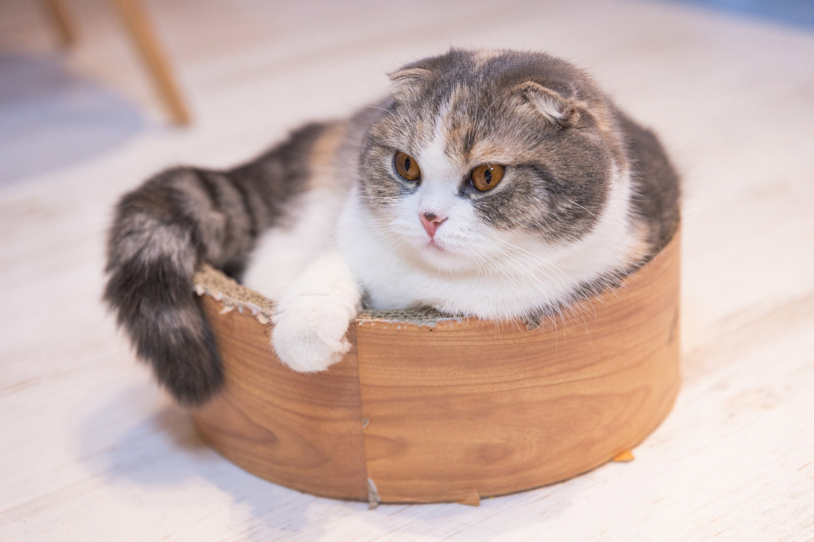 木製の丸いボウルに入ってくつろぐグレーと白のスコティッシュフォールド