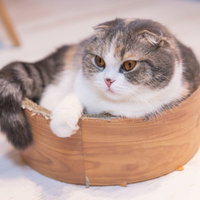 狭いところがお気に入りのスコティッシュフォールド、木製のボウルに入るの写真