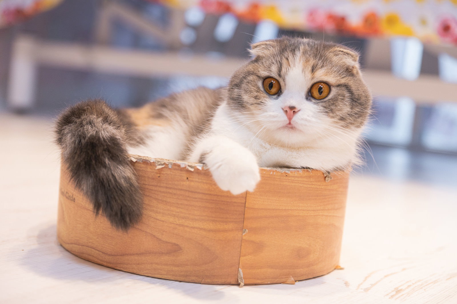 木製の箱に入って驚いた表情をするスコティッシュフォールドの猫