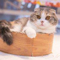 都市伝説を真に受けるタイプのスコティッシュフォールド（猫）の写真