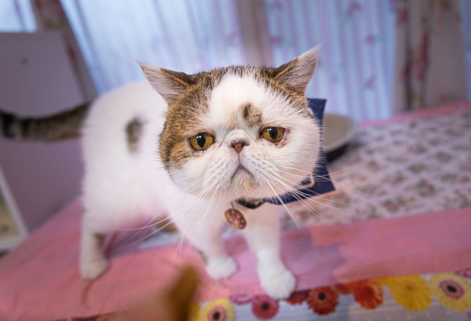 困った表情で見上げるエキゾチックショートヘアの猫