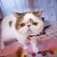 話題だと聞いてきた困り顔のエキゾチックショートヘアの写真