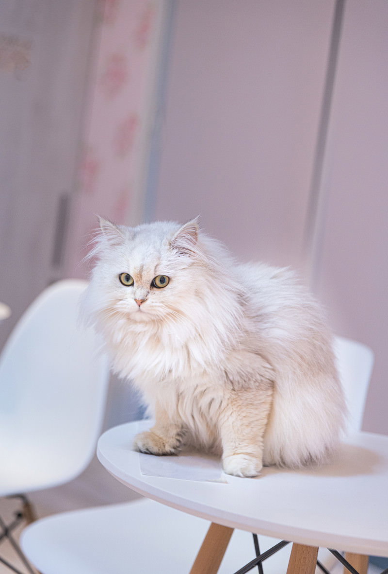 椅子の上でくつろぐ白い長毛のペルシャ猫
