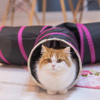 猫トンネルからこんにちは、スコティッシュフォールドの写真