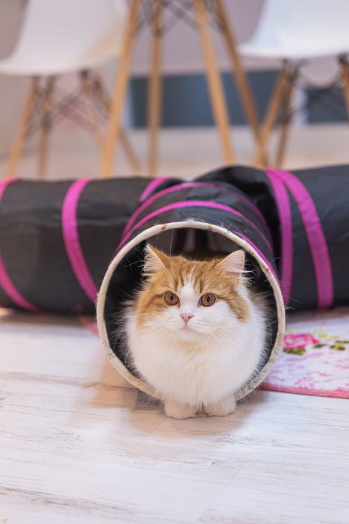 猫トンネルからこんにちは、スコティッシュフォールド