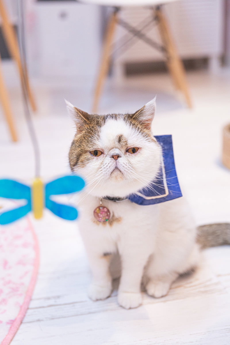 おもちゃに無関心で無視を決め込むエキゾチックショートヘアの猫