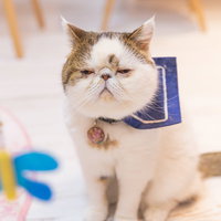 青い首輪をつけた呆れた表情のエキゾチックショートヘアの写真