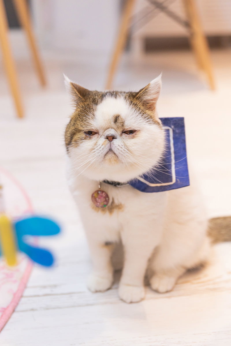 青い首輪をつけて無関心な表情を見せるエキゾチックショートヘア