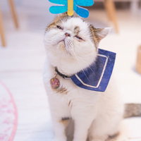 サングラスと首輪をつけた無抵抗のエキゾチックショートヘアの写真